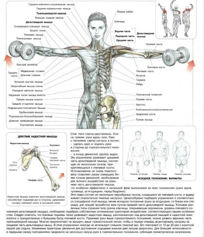 Подъем гантелей в стороны - пошаговое описание и рекомендации по правильному выполнению упражнения (105 фото)