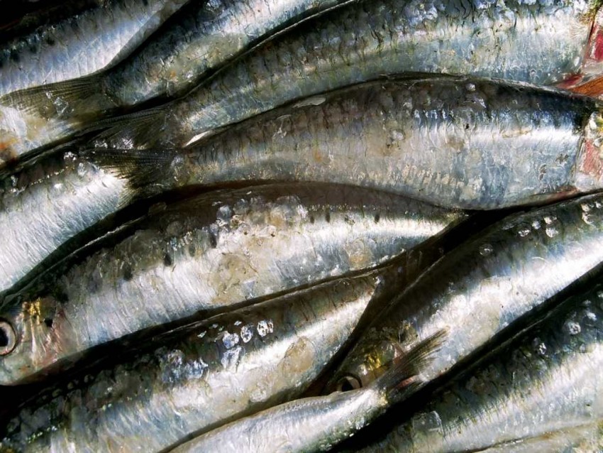 Омега 3 в рыбе - питание для спортсменов и секреты применения жирных кислот. 110 фото видов рыб содержащих Омегу-3