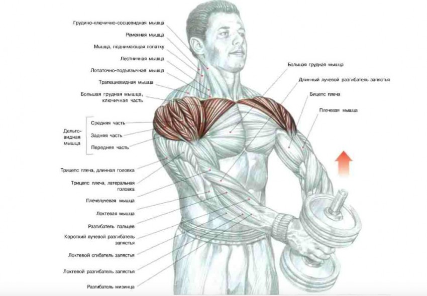 Упражнения на грудные мышцы: базовые упражнения и советы профессионалов как накачать грудь (90 фото и видео)