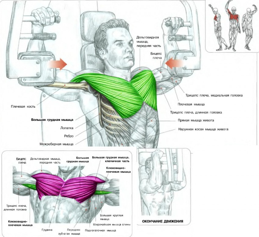 Упражнения на грудные мышцы: базовые упражнения и советы профессионалов как накачать грудь (90 фото и видео)
