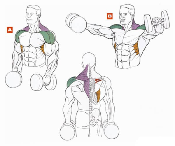 Техника выполнения упражнений на плечи (дельты): подъем рук с гантелями стоя
