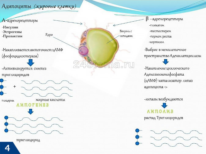 Активаторы липолиза и липогенеза в адипоцитах, то есть жировых клетках (изображение взято с сайта Mesopharm.ru)